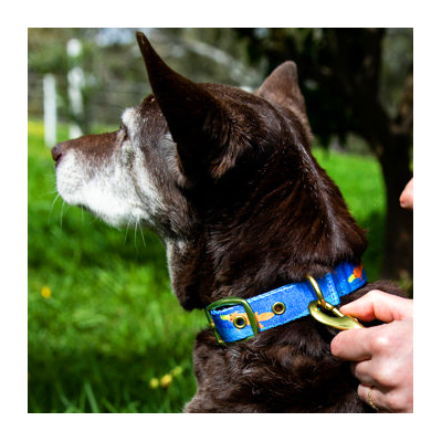 ANIPAL PIPER THE PLATYPUS DOG COLLAR LARGE 40-60cm